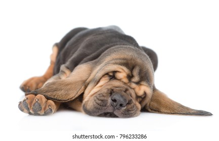 Sleeping Bloodhound Puppy. Isolated On White Background