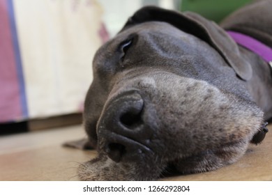 212 Great dane sleeping Images, Stock Photos & Vectors | Shutterstock