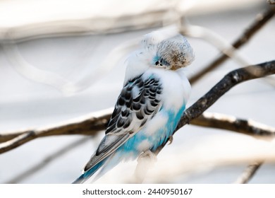 Sleeping blue and white bird, love bird, Budgie