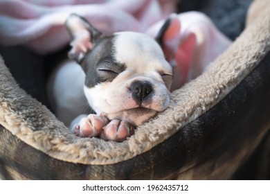 Sleeping Boston Terrier Puppy In A Pet Bed. Her Little Head Is Resting On Her Paws. She Looks Very Cosy And Warm.