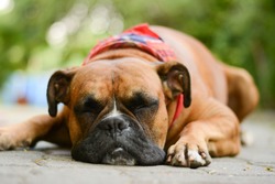 Sleeping Boxer Dog