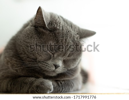 Similar – Image, Stock Photo Grey hangover lying on a board