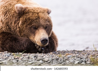 Sleeping Brown Bear