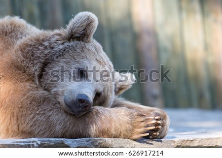 Sleeping brown bear in zoo