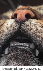 Sleeping Brown Cat With Open Mouth, Close Up.