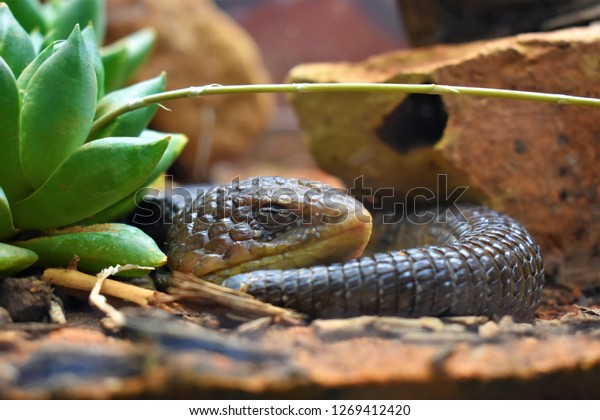 corn snake toys