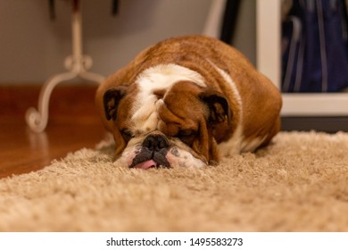 Sleeping Bull Dog On A Carpet 