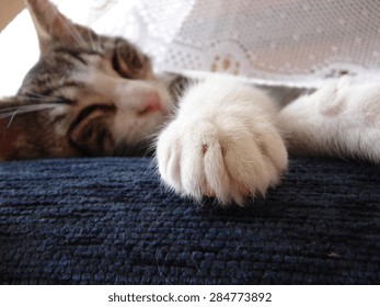Sleeping cat