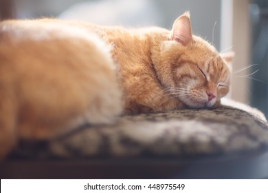 Sleeping Cat