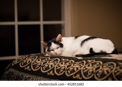 sleeping cat