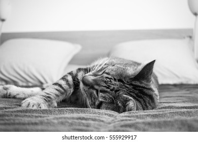 Sleeping cat