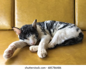 Sleeping cat.