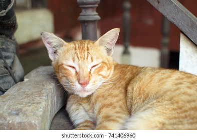 Sleeping cat