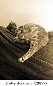 Sleeping cat