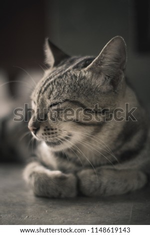 Similar – Image, Stock Photo Grey hangover lying on a board