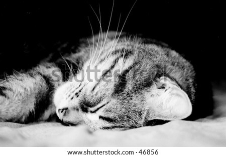 Image, Stock Photo Grey hangover lying on a board