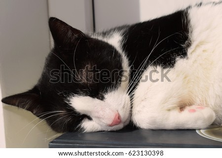 Sleeping cat