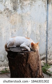 A Sleeping Cat Above The Cutted Mango Tree Thrunk 