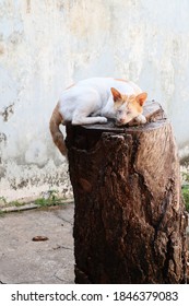 A Sleeping Cat Above The Cutted Mango Tree Thrunk 