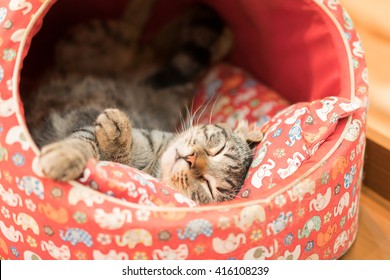 Sleeping Cat In Cat Bed
