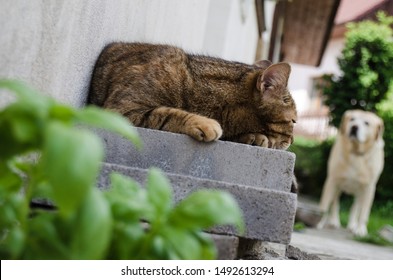 Sleeping Cat And Its Big Bodyguard