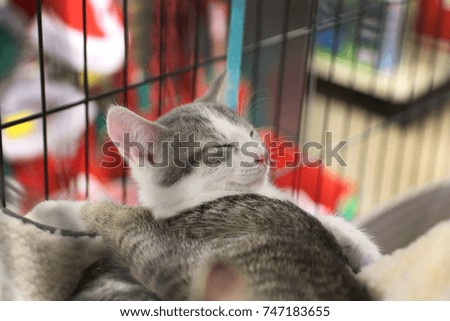 sleeping cat in cage 