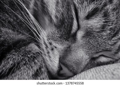 Sleeping cat. Close-up.