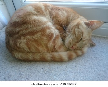 Sleeping Cat Curled Up