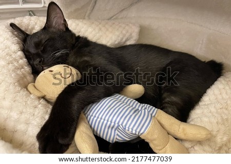 sleeping cat with a doll. black kitten snoozing comfortably hug teddy bear on fur white carpet. Little Cat sleep on cozy blanket hugs toy. Baby kitten sweet dreams.