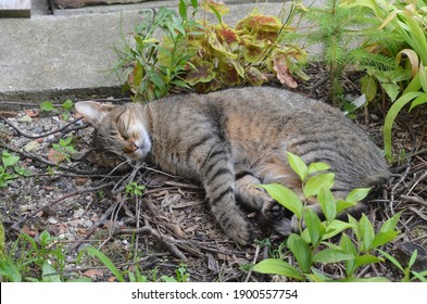 Sleeping Cat In The Garden