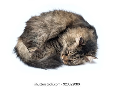 A Sleeping Cat Isolated On A White Background