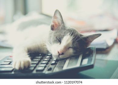 1,131 Cat with calculator Images, Stock Photos & Vectors | Shutterstock