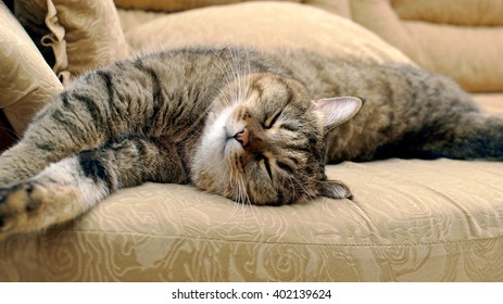 Sleeping Cat On The Couch