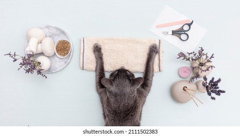 Sleeping cat on a manicure towel. Concept manicure,spa massage, aromatherapy, body care.
