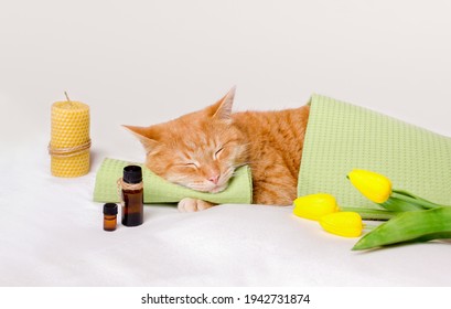 Sleeping cat on a massage towel. A cat sleeps resting his head on a towel on a massage table while taking spa treatments, massage oil, relax Concept: massage, aromatherapy, body care, cat grooming