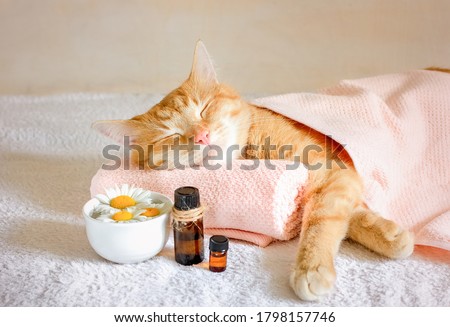 Sleeping cat on a massage towel. Also in the foreground is a bottles of aromatic oil  and chamomile flowers. Concept: massage, aromatherapy, body care.
