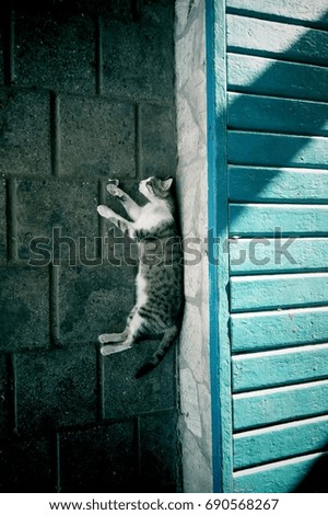 Similar – Image, Stock Photo kitten as murderer