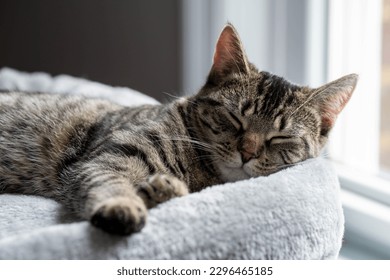Sleeping cat on a cat tree bed near a sunny window - Powered by Shutterstock