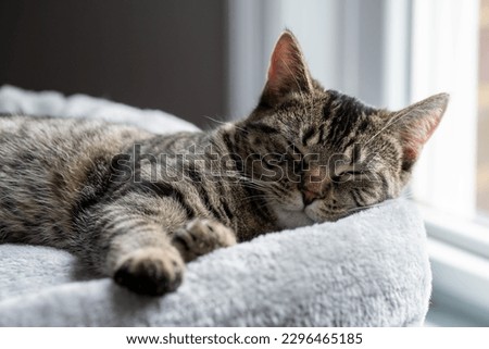 Sleeping cat on a cat tree bed near a sunny window