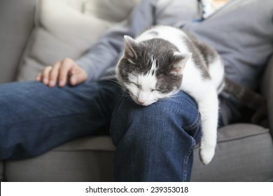 Cat On Lap Images Stock Photos Vectors Shutterstock