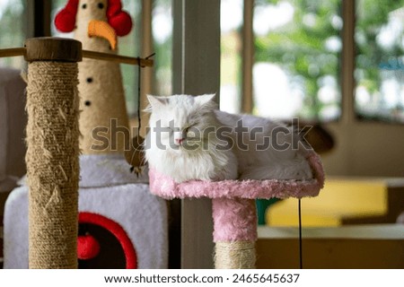 Sleeping Cat. One of the cats at Cats Caffe, Lembang, Bandung 