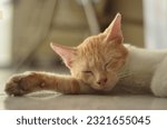 sleeping cat.  original file, photographed using a Nikon D7000 camera