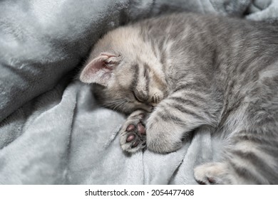 Sleeping cat, perfect dream. Animal child fell asleep. Beautiful little gray tabby kid cat of Scottish Straight breed sleeps sweetly on blanket at home. British breed new born kitten sleeping on sofa.