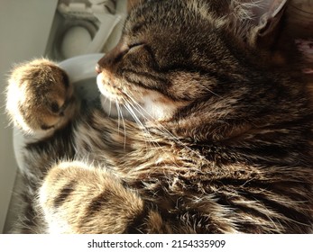 Sleeping Cat Portrait. View From Above. Close-up