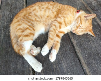 Sleeping Cat - Pulau TIoman