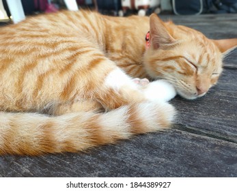 A Sleeping Cat In Pulau Tioman