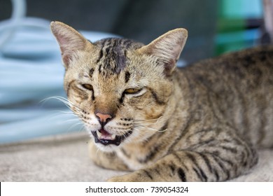 Sleeping Cat Sends Cry Stock Photo 739054324 | Shutterstock