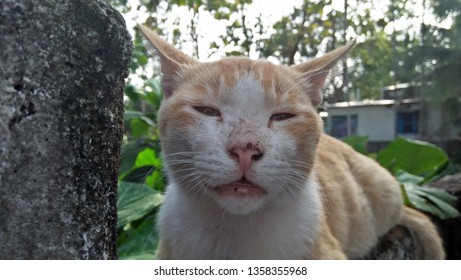 Sleeping a cat at wall