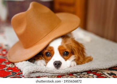 Sleeping Cavalier King Charles Spaniel Puppy Lies With A Hat On His Head