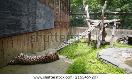 Sleeping Cheetah inside the cage of a Zoo in Binghamton, New York. 